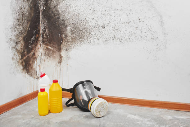 Best Mold Remediation  in Campbell, FL