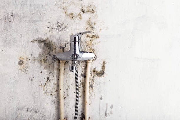 Trusted Campbell, FL Mold Removal Experts