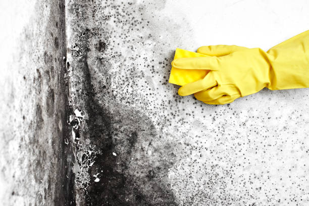 Best Water Damage Restoration  in Campbell, FL