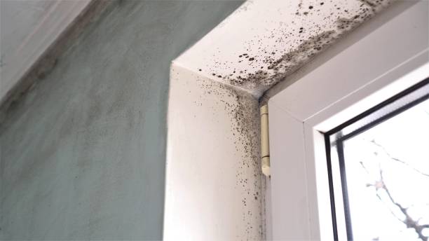 Mold Removal Process in Campbell, FL