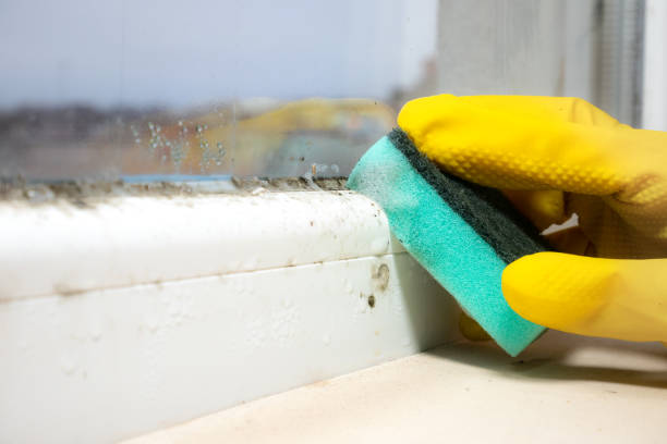 Attic Mold Removal in Campbell, FL
