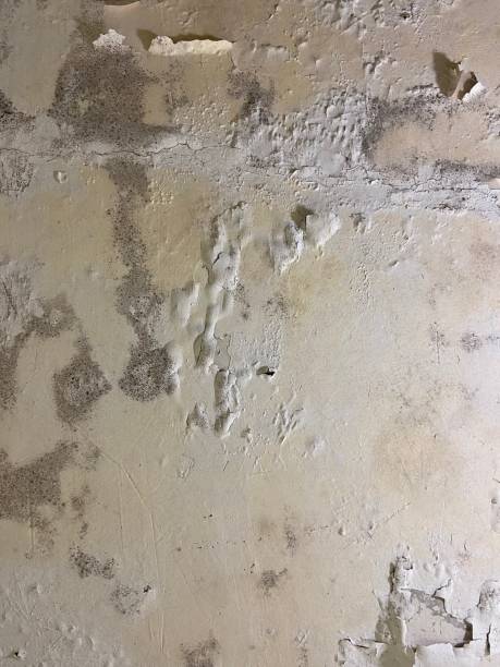 Best Black Mold Removal  in Campbell, FL
