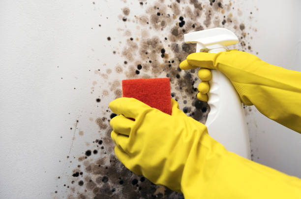 Best Office Mold Removal Services  in Campbell, FL