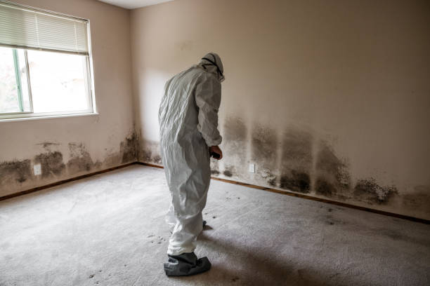 Best Home Mold Removal  in Campbell, FL