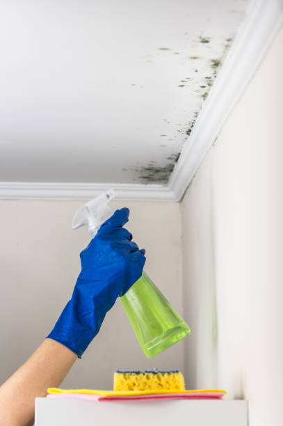 Best Attic Mold Removal  in Campbell, FL