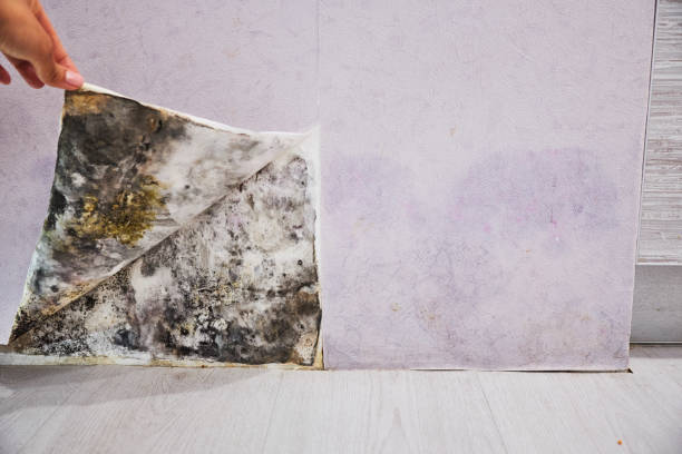 Best Mold Removal Company Near Me  in Campbell, FL